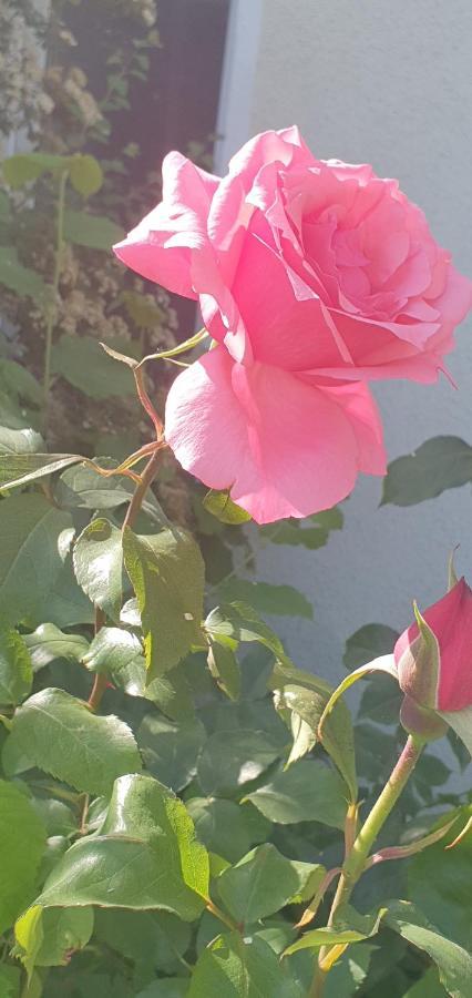 Fewo Warnemuede Rostock Dış mekan fotoğraf